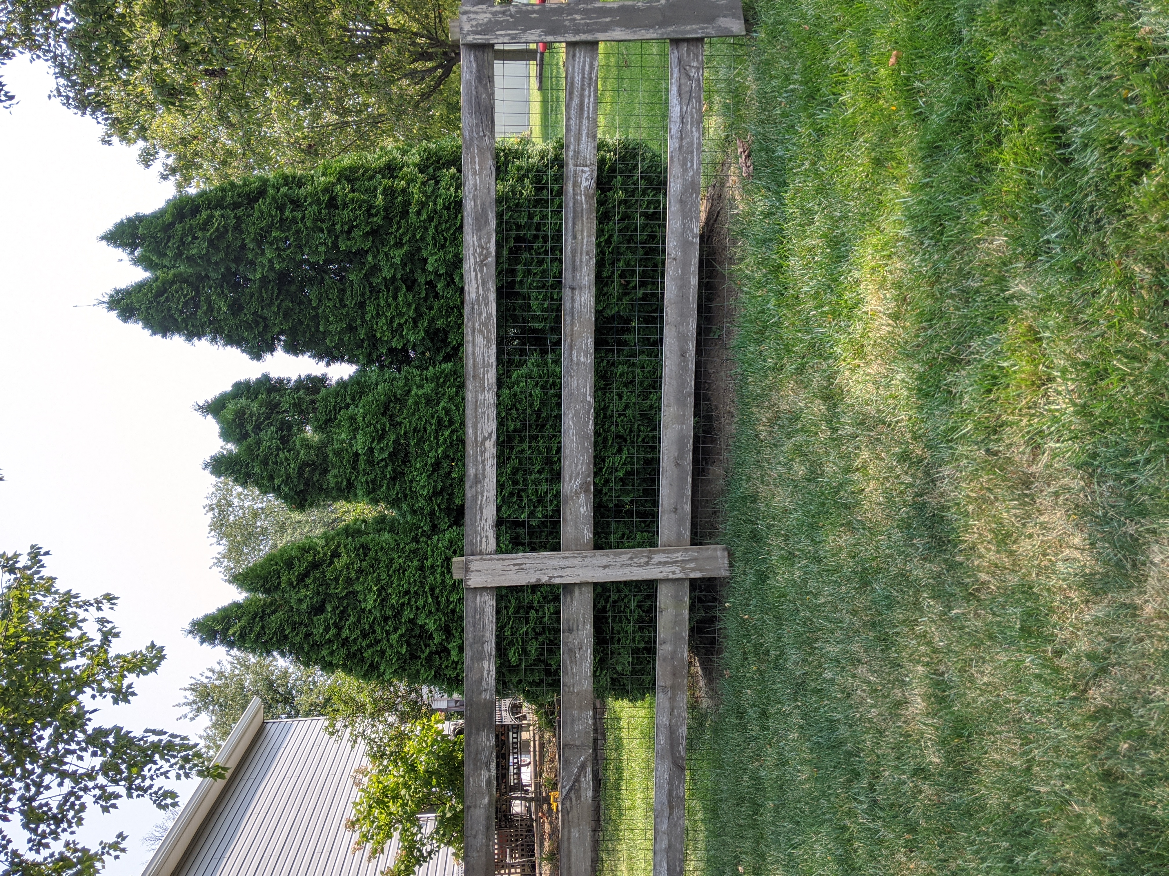 AmericanArborVitae