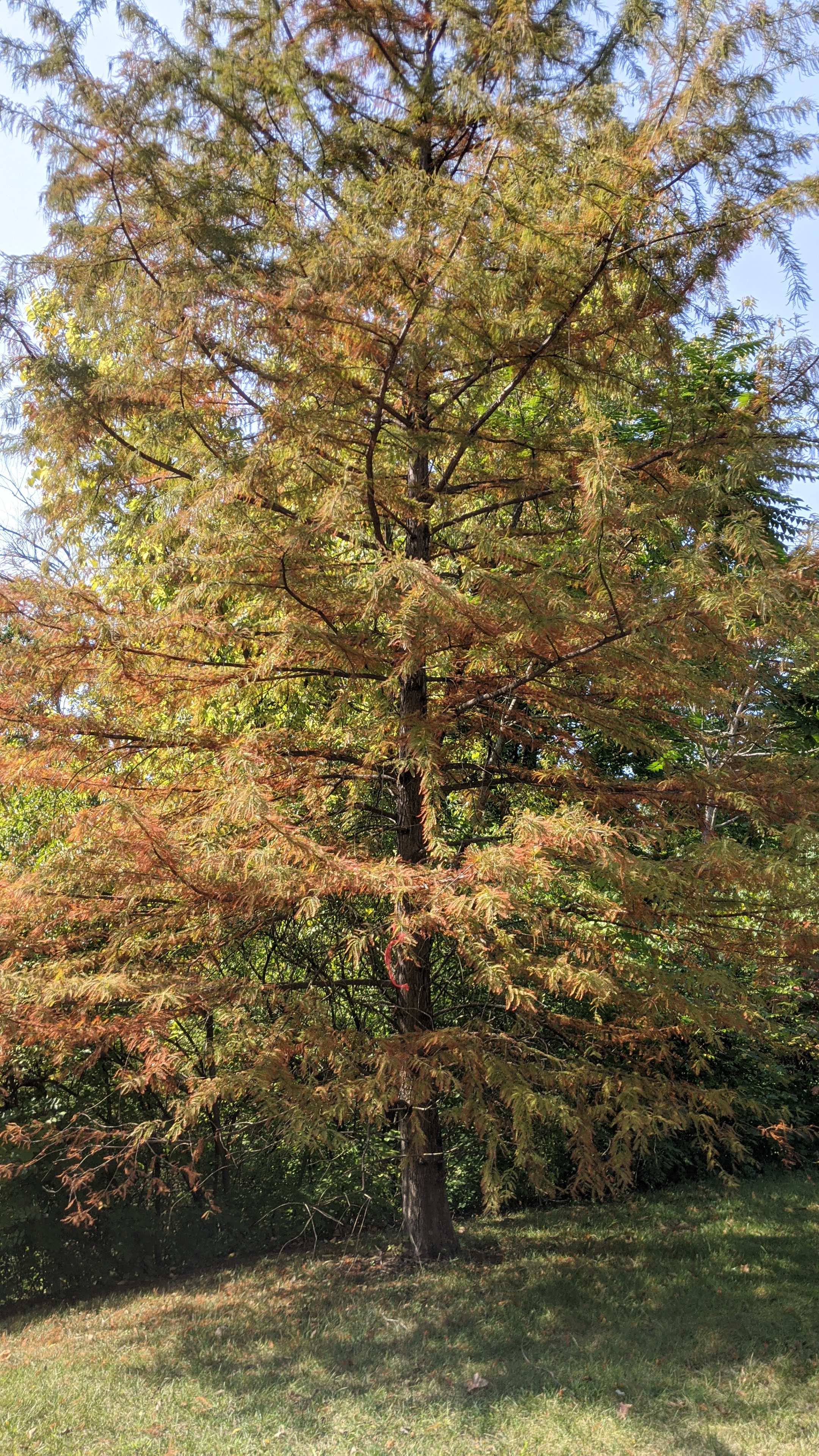 BaldCypress