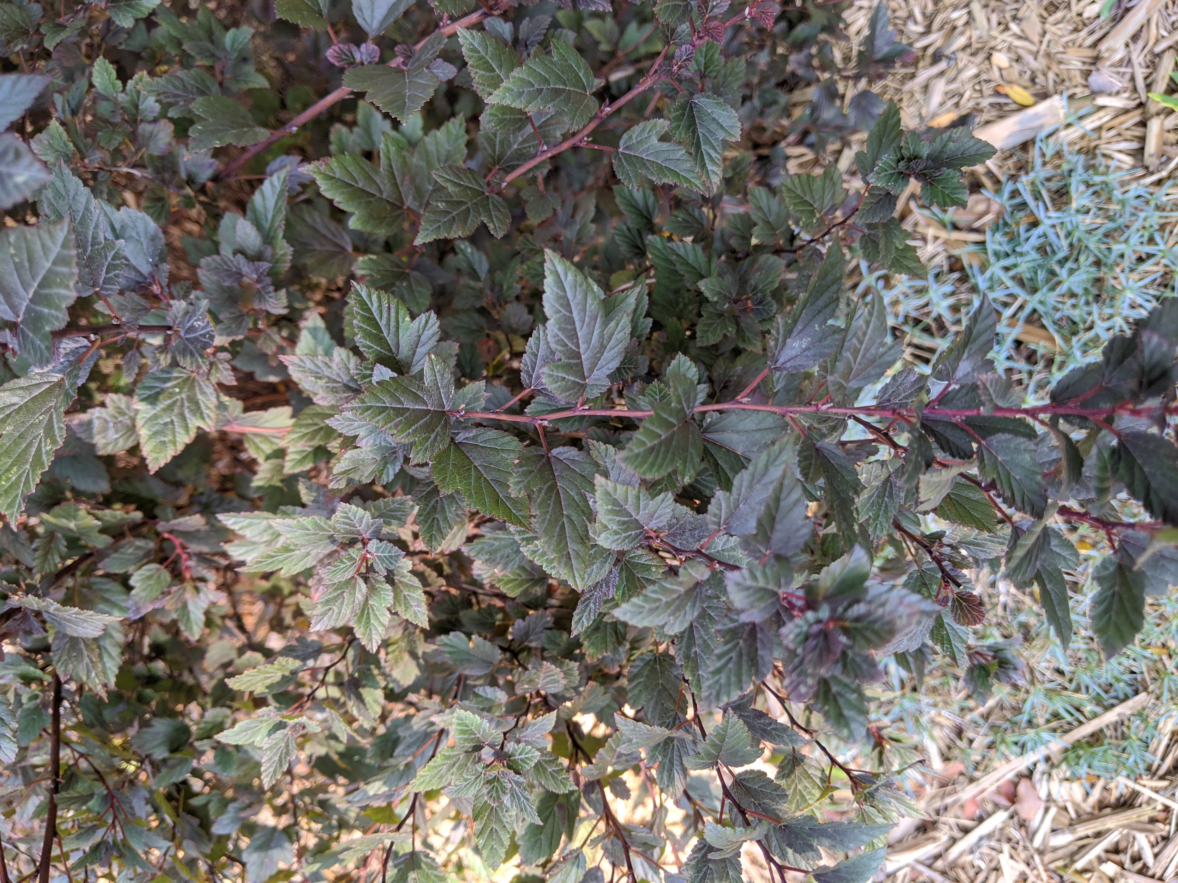 ninebark