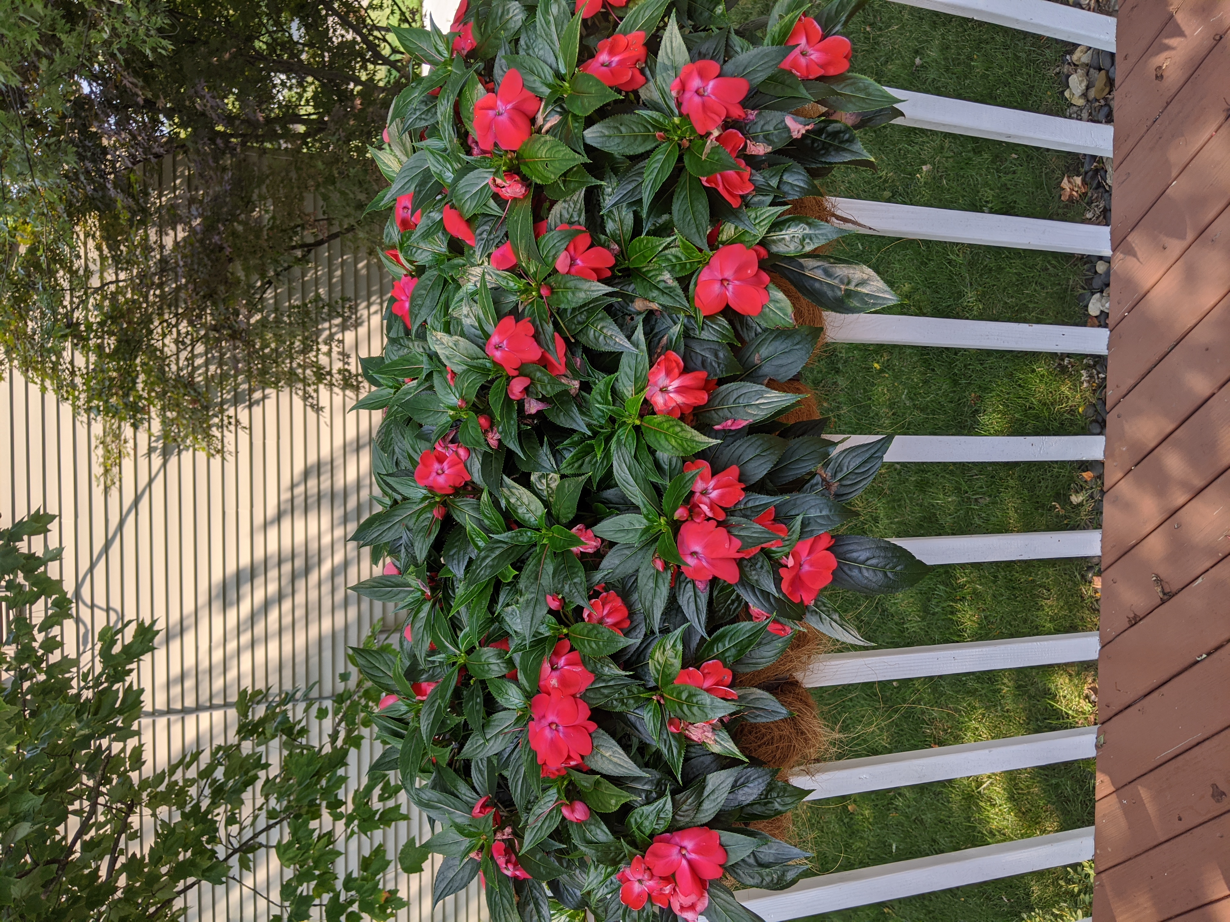 NewGuineaImpatiens