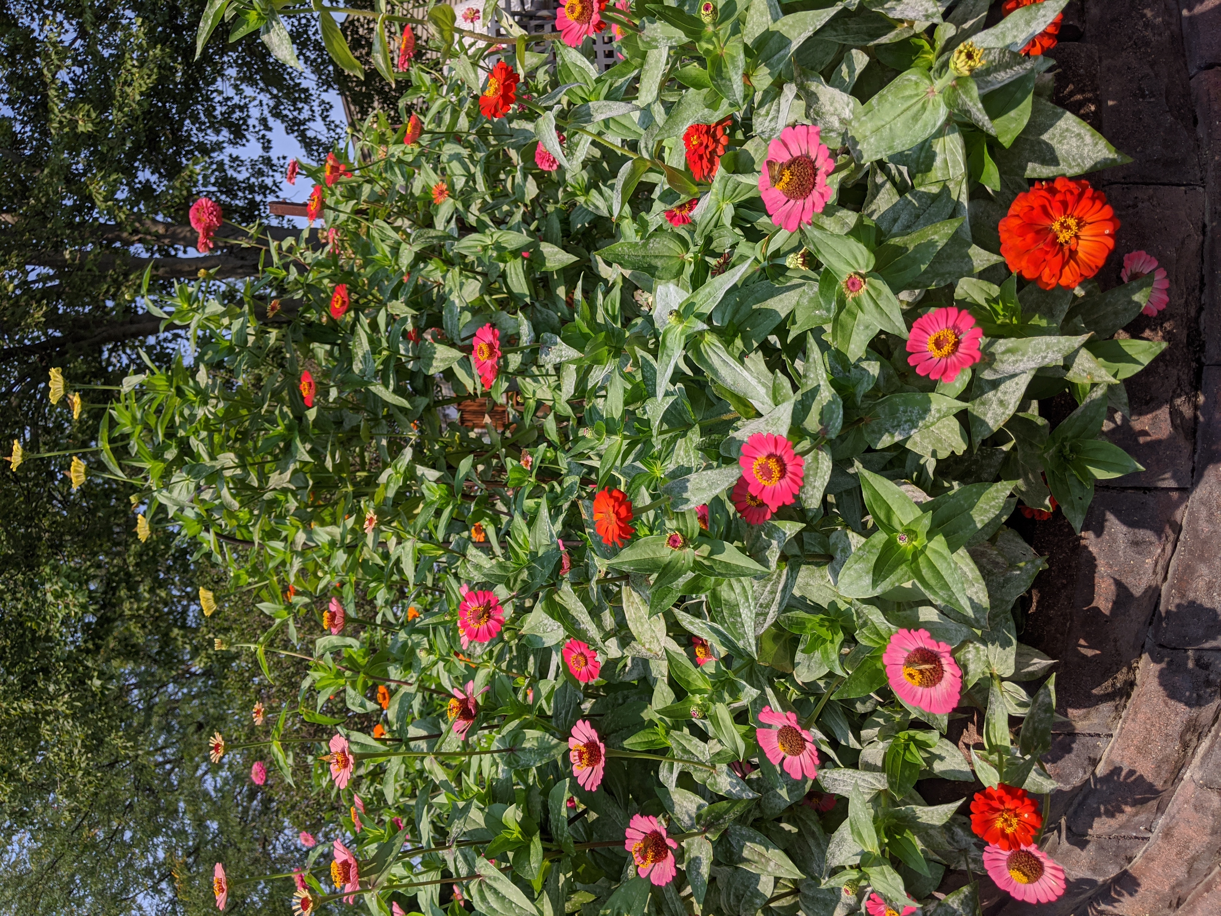 Zinnia